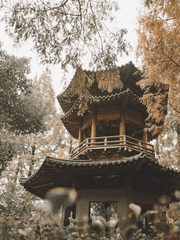 思戀之情 사련지정