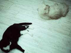 [생존신고] 코로나 확진 겸 생존일기 4.