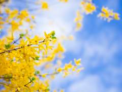 또 하나의 봄 🌼