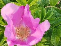 바다가 있는/이도은