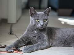 [고양이 도련님은 모시고 싶지 않습니다] 1화