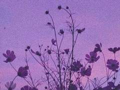 그대 모습은 보랏빛처럼