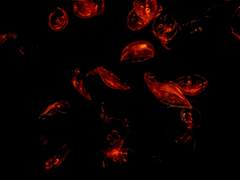 목줄기 위로 파도가 넘치는 꿈을 꾸었다