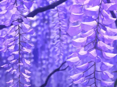 귀멸의 칼날 세계관 속에 들어간다면 1