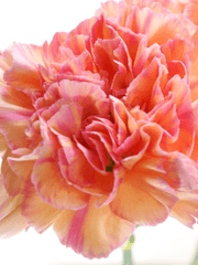 12월의 카네이션