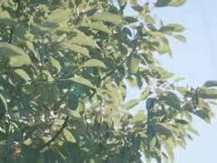 한 여름의 순정 上