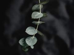 Time is like a leaf in the wind