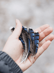 Blue Jay