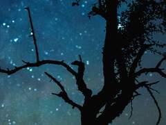 그러나 신은 무정하므로*