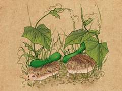 고슴도치와 오이