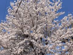 작은 것들을 위한 시