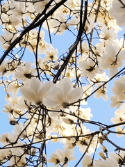 12월의 봄을 찾아서