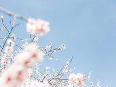 [단편] 벚꽃잎과 빗방울의 상관관계