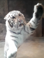 방패 용사 성공담