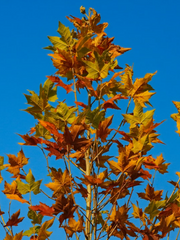 [죠밈]플라타너스