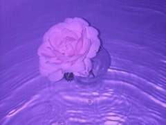 너는 꽃을 뒤집어쓰고 죽어버렸다*