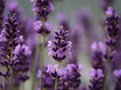 스피럿트르 AU_캐프로필