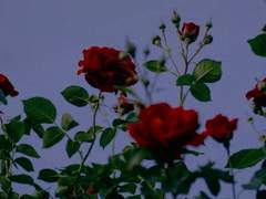 명성이 자자했던 그 대학교수 한 분