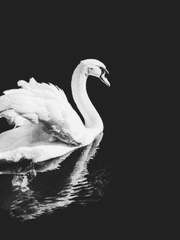 에스텔 클레멘스