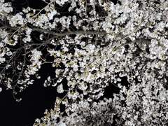 [줄리시즈] 밤벚꽃