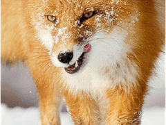 [니키린히이] 수인족