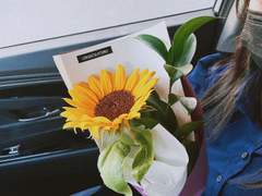 해바라기 꽃말 뭔지 알아요 ?