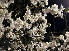 Eclipse ; Forever Love #18