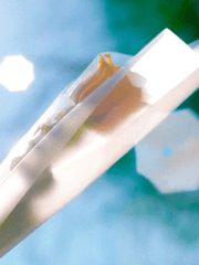 노란장미;영원한 사랑