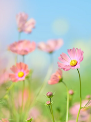 [단편]쿠키런 킹덤