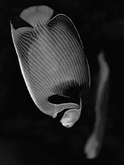 미용실의 엔젤피쉬