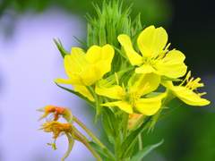 [💌] Sit next to the Evening