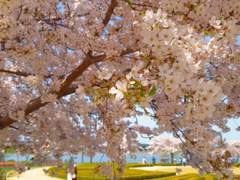 경포호 벚꽃 사진들