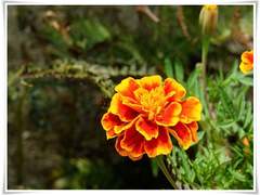 𝑴𝒂𝒓𝒊𝒈𝒐𝒍𝒅