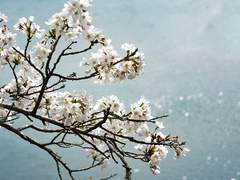 [Onepice] 축제 ~꽃 가루를 날려 폭죽을 더 크게 터트려 01