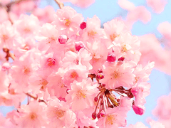 꽃송이 피어나듯