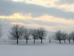 길잃은 레파토리AU 프로필