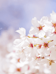 도쿄리벤저스 드림