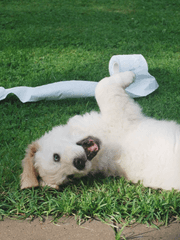 강아지는 사랑으로 예뻐해주세요