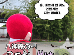 [킹오파/암경] 솜뭉치 사진시리즈 (야가미이오리의 고독한봄날)