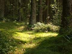 Taetae in Wonderland