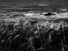 별을 따다 죽겠지만