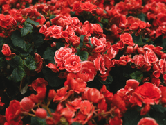 [프린세스 메이커]