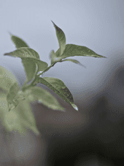 이슬과 봄비 (썸네일 언젠간 바꿀거임)