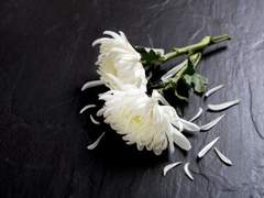 靑春은 매말라서 사라졌다.