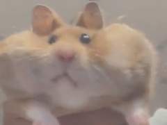 누가 그래? 내가 햄스터라고. 6