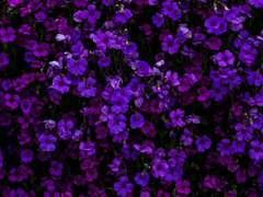 당신은 행복한가요?