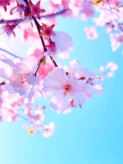 [도검난무/드림] 당신을 지키는 검