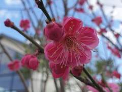 찾았다, 나의 매화.