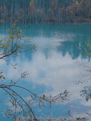 청의 호수 青い池