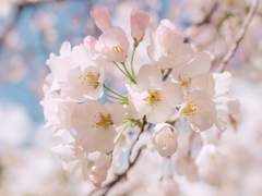 [설새봄]봄 꽃이 가장 아름다울 때